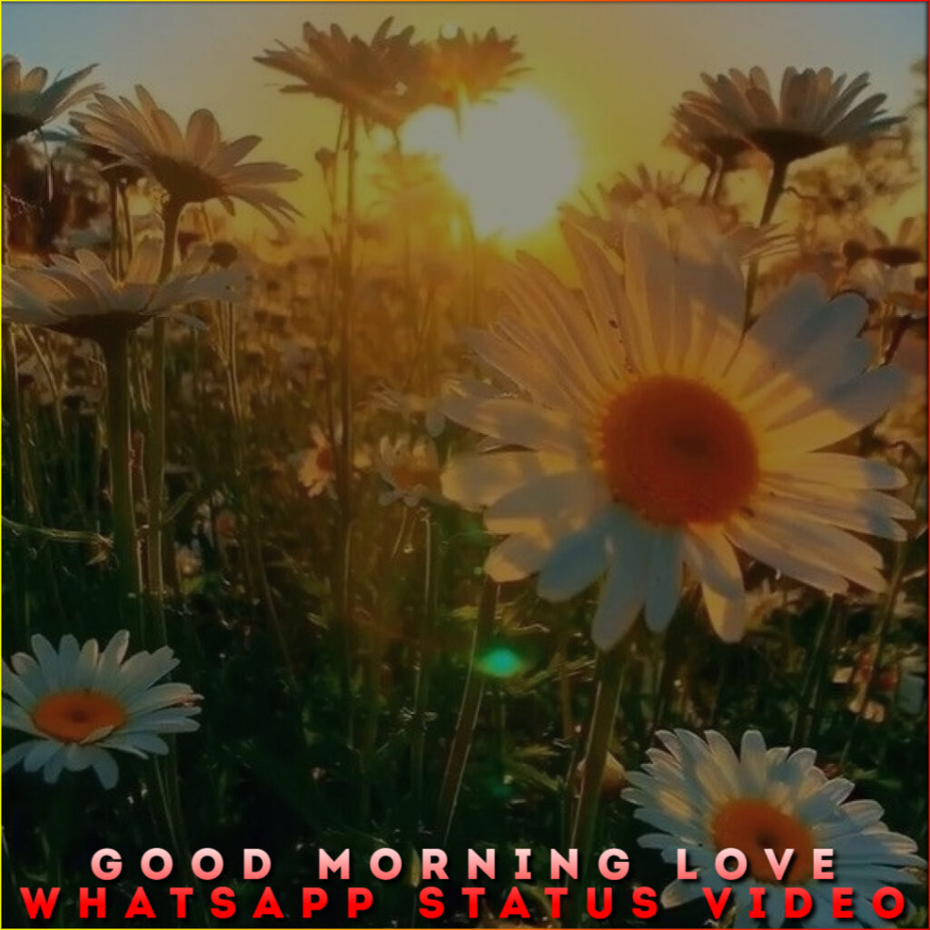 Good Morning Love Whatsapp Status Video